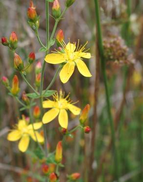 Fotografia 5 da espécie Hypericum pulchrum no Jardim Botânico UTAD