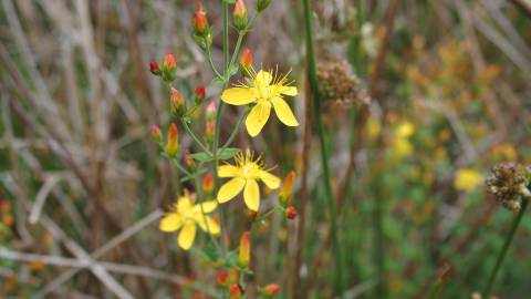 Fotografia da espécie Hypericum pulchrum