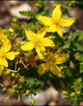 Fotografia 7 da espécie Hypericum pulchrum no Jardim Botânico UTAD