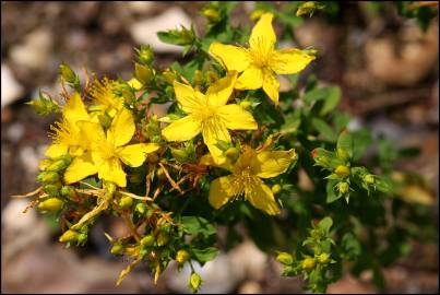 Fotografia da espécie Hypericum pulchrum