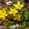 Fotografia 7 da espécie Hypericum pulchrum do Jardim Botânico UTAD