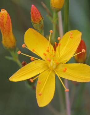 Fotografia 8 da espécie Hypericum pulchrum no Jardim Botânico UTAD