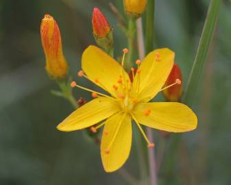 Fotografia da espécie Hypericum pulchrum