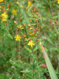 Fotografia da espécie Hypericum pulchrum