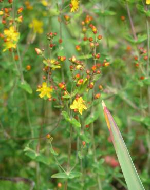 Fotografia 9 da espécie Hypericum pulchrum no Jardim Botânico UTAD