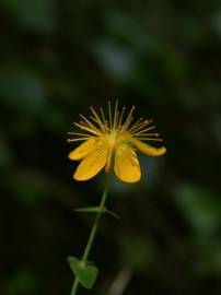 Fotografia da espécie Hypericum pulchrum