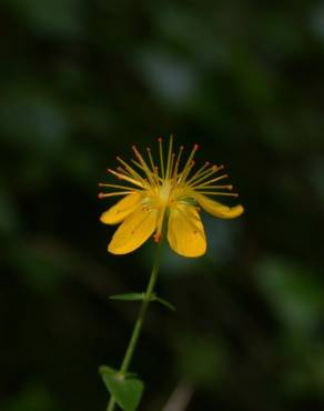 Fotografia 10 da espécie Hypericum pulchrum no Jardim Botânico UTAD
