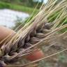 Fotografia 3 da espécie Hordeum vulgare do Jardim Botânico UTAD