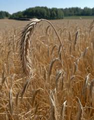 Hordeum vulgare