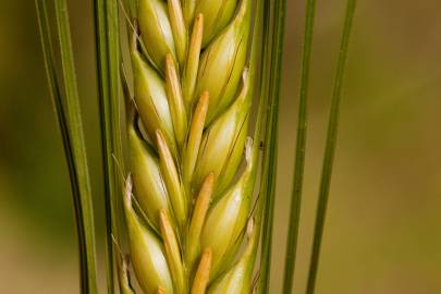 Fotografia da espécie Hordeum vulgare