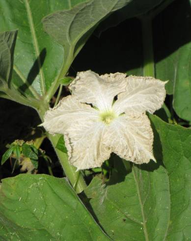 Fotografia de capa Lagenaria siceraria - do Jardim Botânico