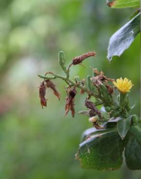 Fotografia 3 da espécie Lactuca virosa no Jardim Botânico UTAD