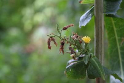 Fotografia da espécie Lactuca virosa