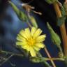 Fotografia 4 da espécie Lactuca virosa do Jardim Botânico UTAD