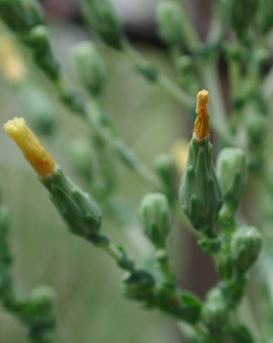 Fotografia de capa Lactuca virosa - do Jardim Botânico