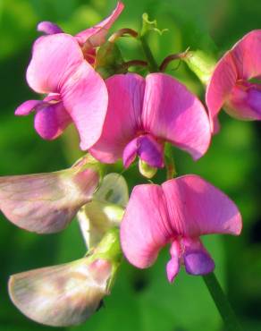 Fotografia 3 da espécie Lathyrus latifolius no Jardim Botânico UTAD