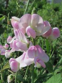 Fotografia da espécie Lathyrus latifolius