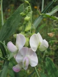 Fotografia da espécie Lathyrus latifolius