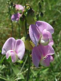 Fotografia da espécie Lathyrus latifolius