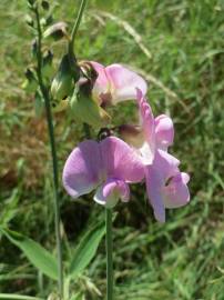 Fotografia da espécie Lathyrus latifolius