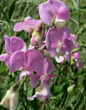 Fotografia 10 da espécie Lathyrus latifolius no Jardim Botânico UTAD