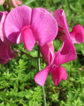 Fotografia 11 da espécie Lathyrus latifolius no Jardim Botânico UTAD