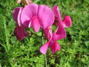 Fotografia da espécie Lathyrus latifolius