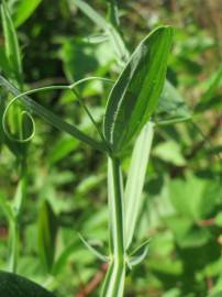 Fotografia da espécie Lathyrus latifolius