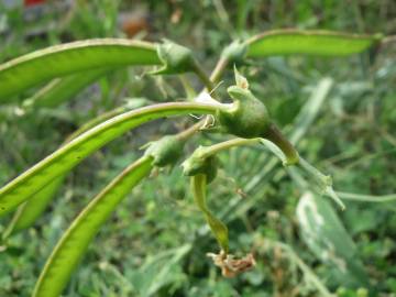 Fotografia da espécie Lathyrus latifolius