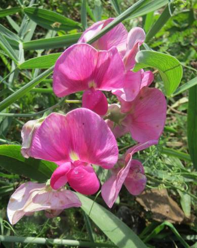 Fotografia de capa Lathyrus latifolius - do Jardim Botânico