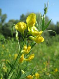 Fotografia da espécie Lathyrus pratensis