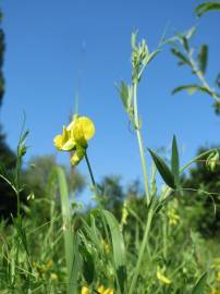 Fotografia da espécie Lathyrus pratensis