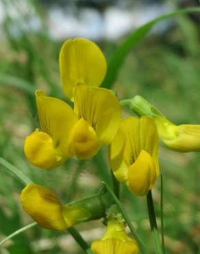 Fotografia 4 da espécie Lathyrus pratensis no Jardim Botânico UTAD