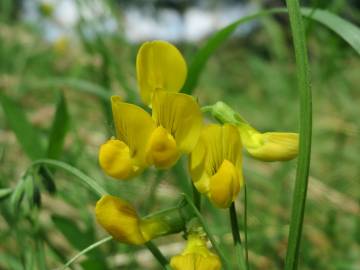 Fotografia da espécie Lathyrus pratensis