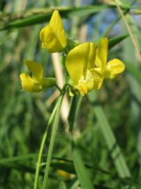 Fotografia da espécie Lathyrus pratensis