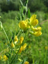 Fotografia da espécie Lathyrus pratensis