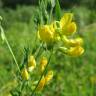 Fotografia 6 da espécie Lathyrus pratensis do Jardim Botânico UTAD