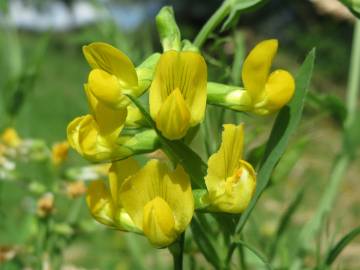 Fotografia da espécie Lathyrus pratensis