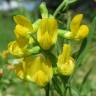 Fotografia 7 da espécie Lathyrus pratensis do Jardim Botânico UTAD