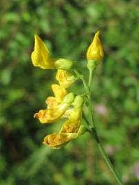 Fotografia da espécie Lathyrus pratensis