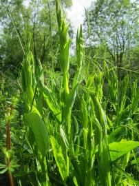 Fotografia da espécie Lathyrus pratensis