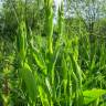 Fotografia 9 da espécie Lathyrus pratensis do Jardim Botânico UTAD