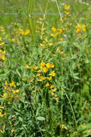 Fotografia da espécie Lathyrus pratensis