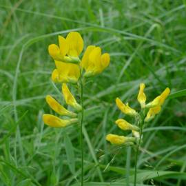 Fotografia da espécie Lathyrus pratensis