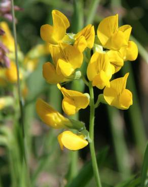 Fotografia 1 da espécie Lathyrus pratensis no Jardim Botânico UTAD