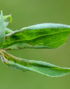 Fotografia 12 da espécie Lathyrus pratensis no Jardim Botânico UTAD