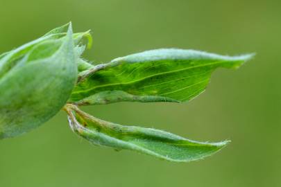 Fotografia da espécie Lathyrus pratensis