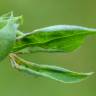 Fotografia 12 da espécie Lathyrus pratensis do Jardim Botânico UTAD