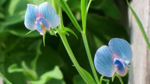 Fotografia da espécie Lathyrus sativus