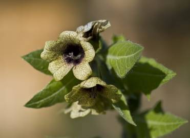 Fotografia da espécie Hyoscyamus niger